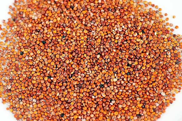 Resultado de imagen para imagen de quinoa