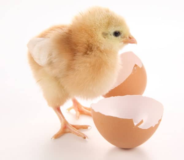 Como saber si un huevo esta fresco