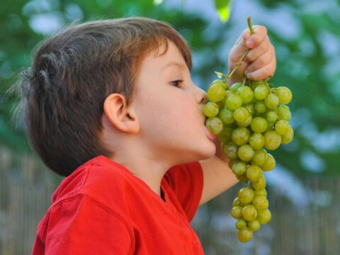 propiedades de las uvas