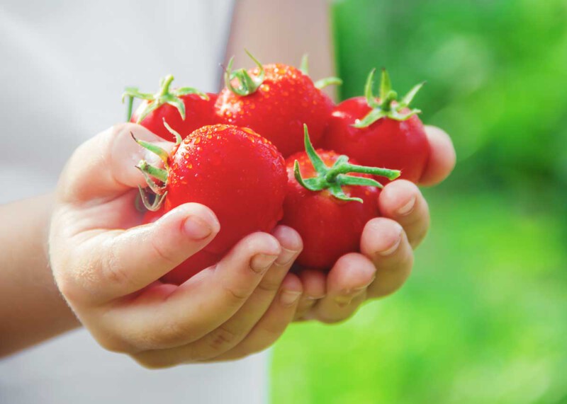 propiedades del tomate