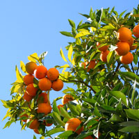 Naranjas Alimentacion Infantil1 - Llagas O Aftas Bucales Y Alimentación
