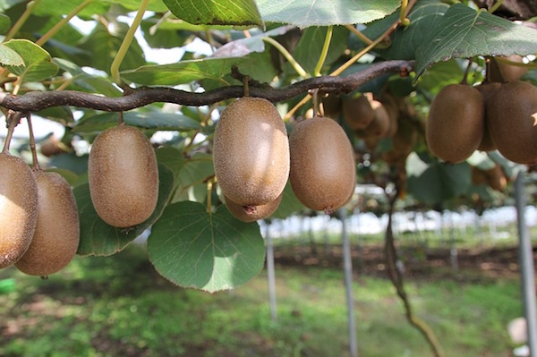 Como Se Llama El Arbol Del Kiwi