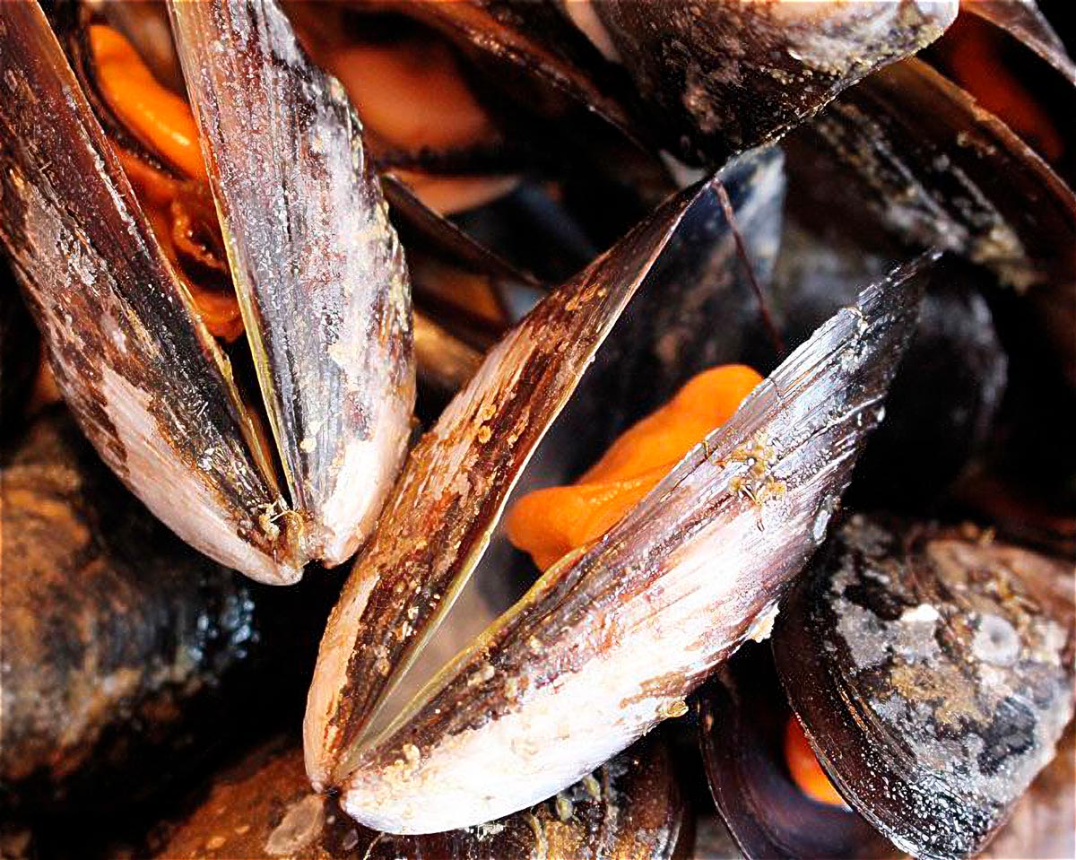 cook mussels
