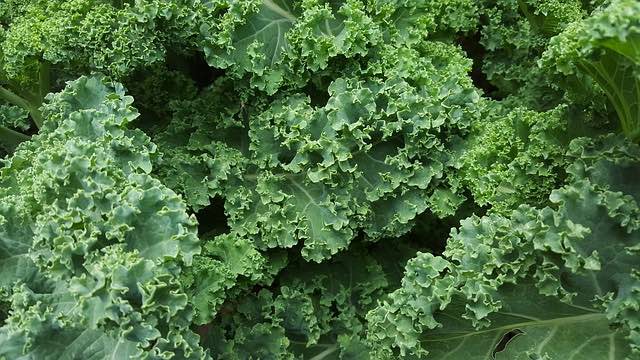 Beneficios del Kale