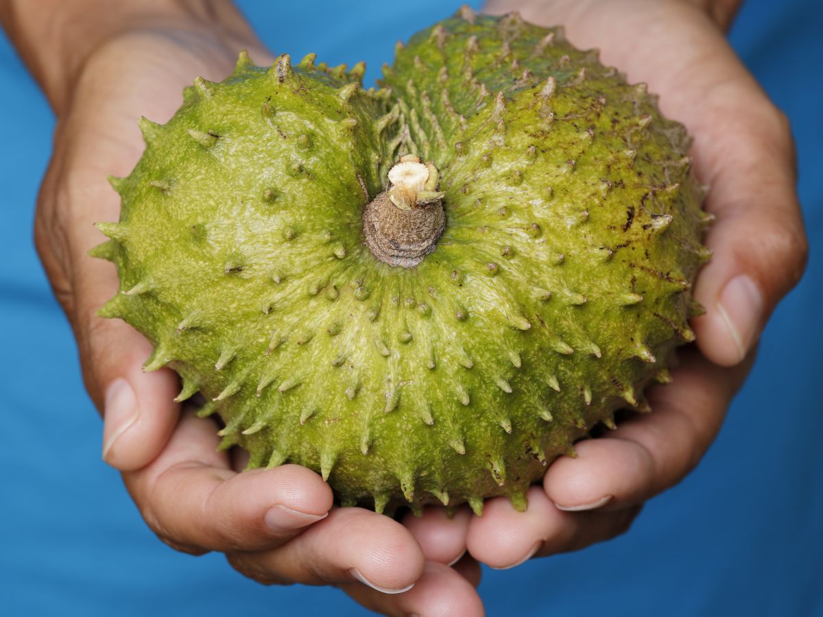 Guanábana, propiedades (reales) de esta fruta tropical