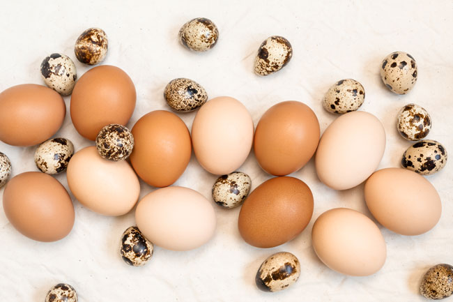 diferencias entre huevos de codorniz y gallina