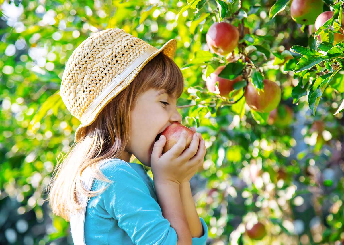 Tipos de manzanas (características y recetas para cada variedad)