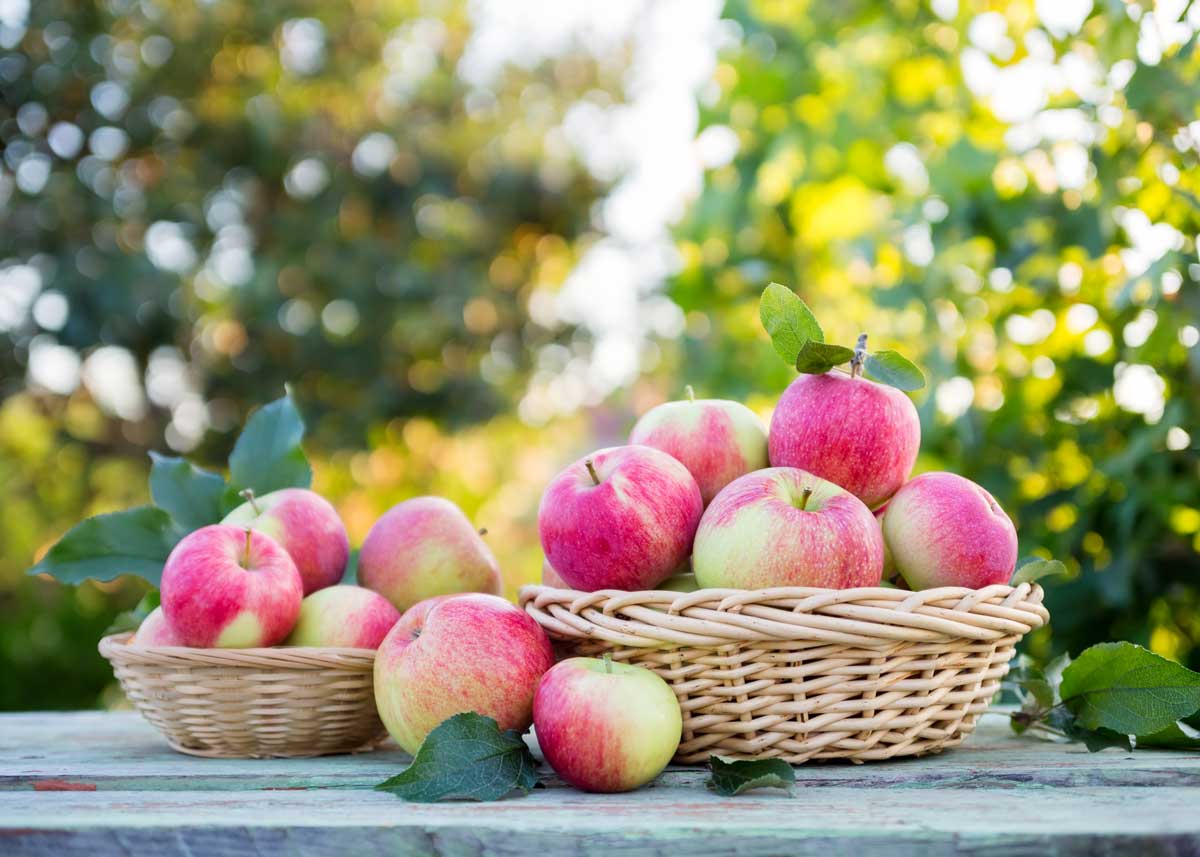 Tipos De Manzanas Variedad Roja