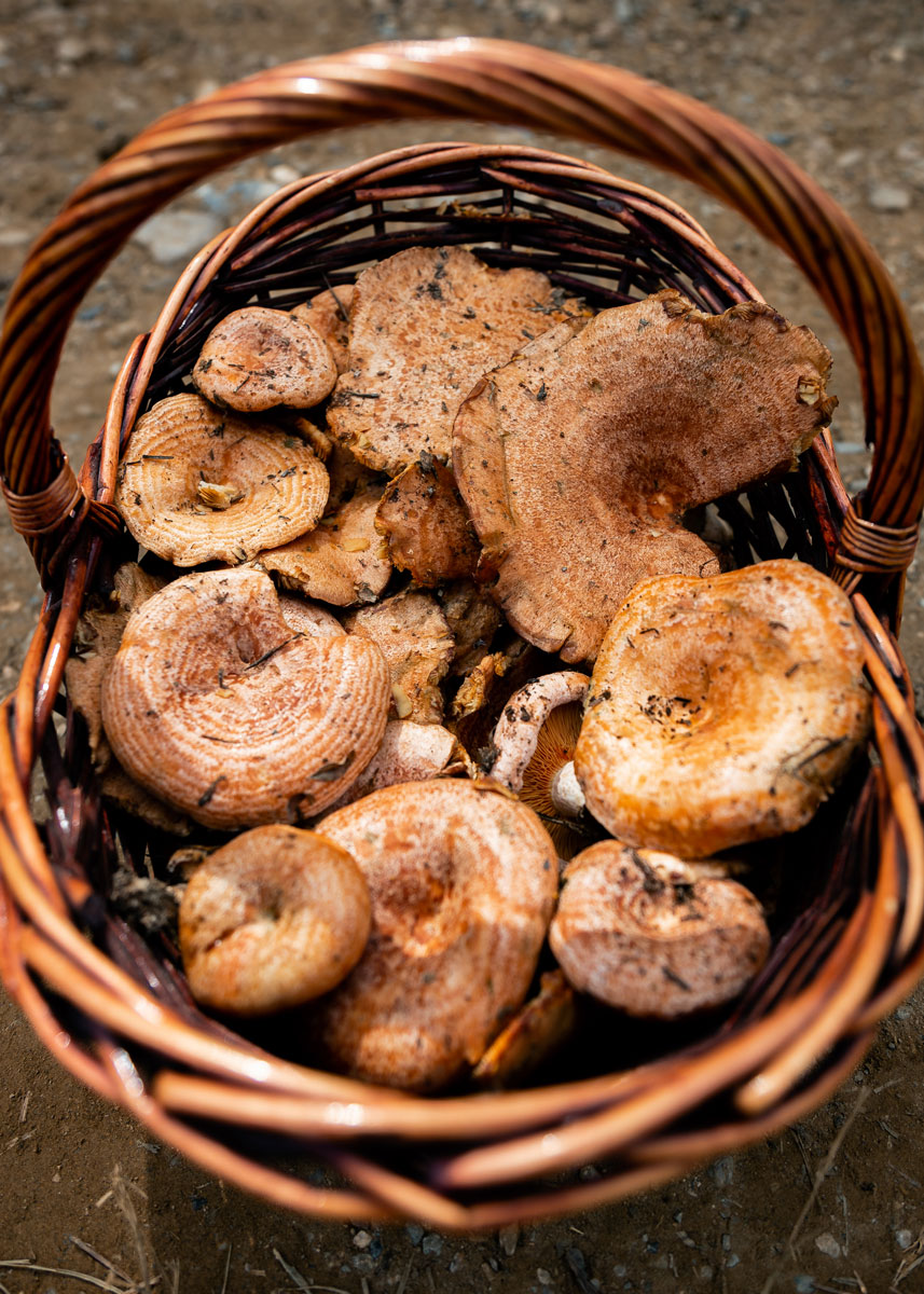 como recolectar niscalos o rovellons