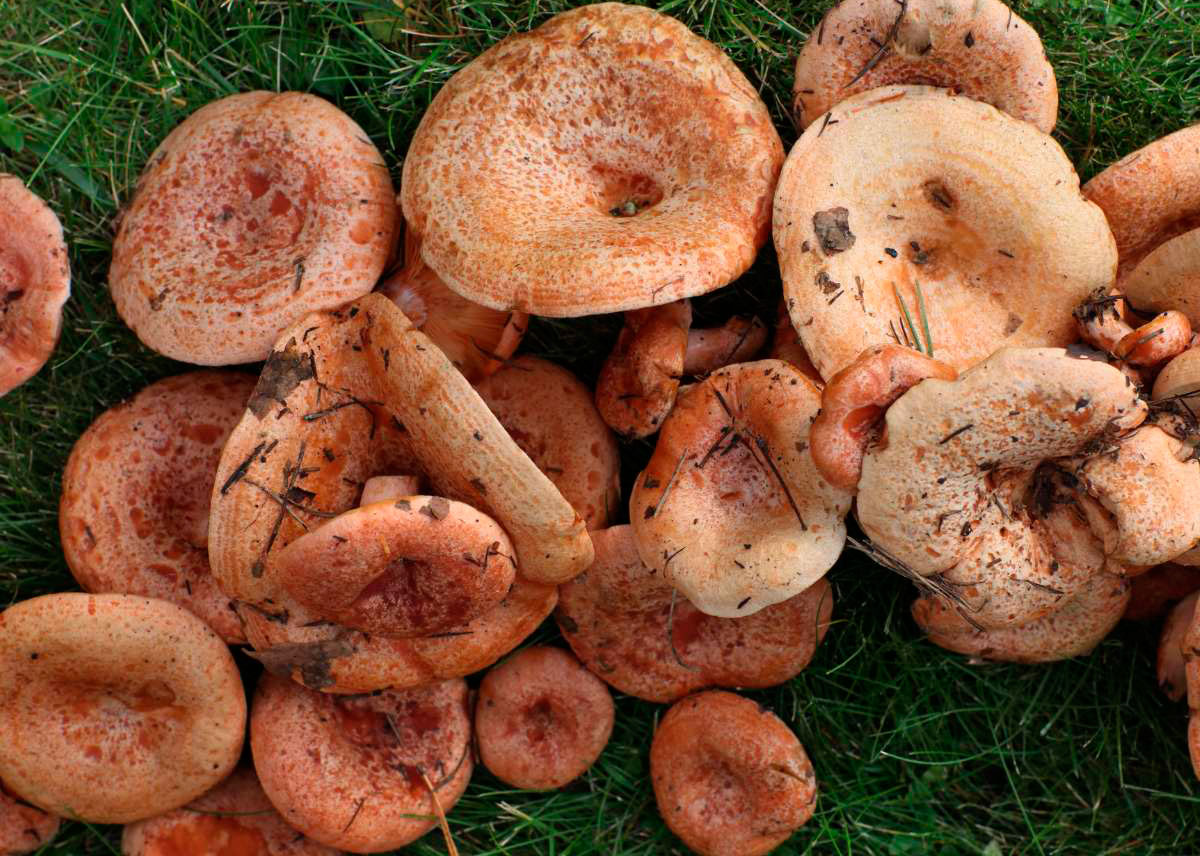 lactarius deliciosus, niscalos, rebollones o rovellons