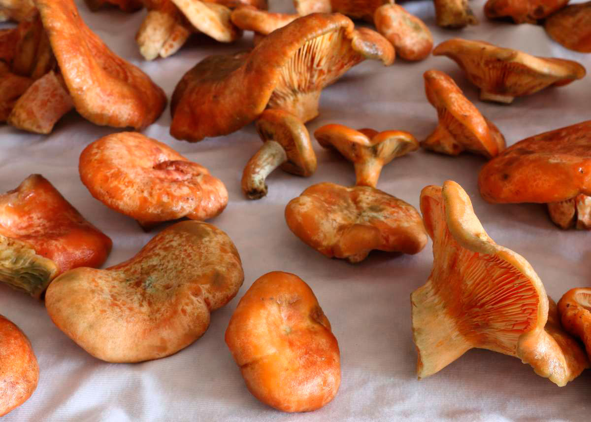 limpiar niscalos con un paño