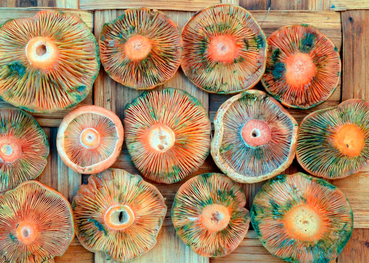 manchas verdes en niscalos o rovellons