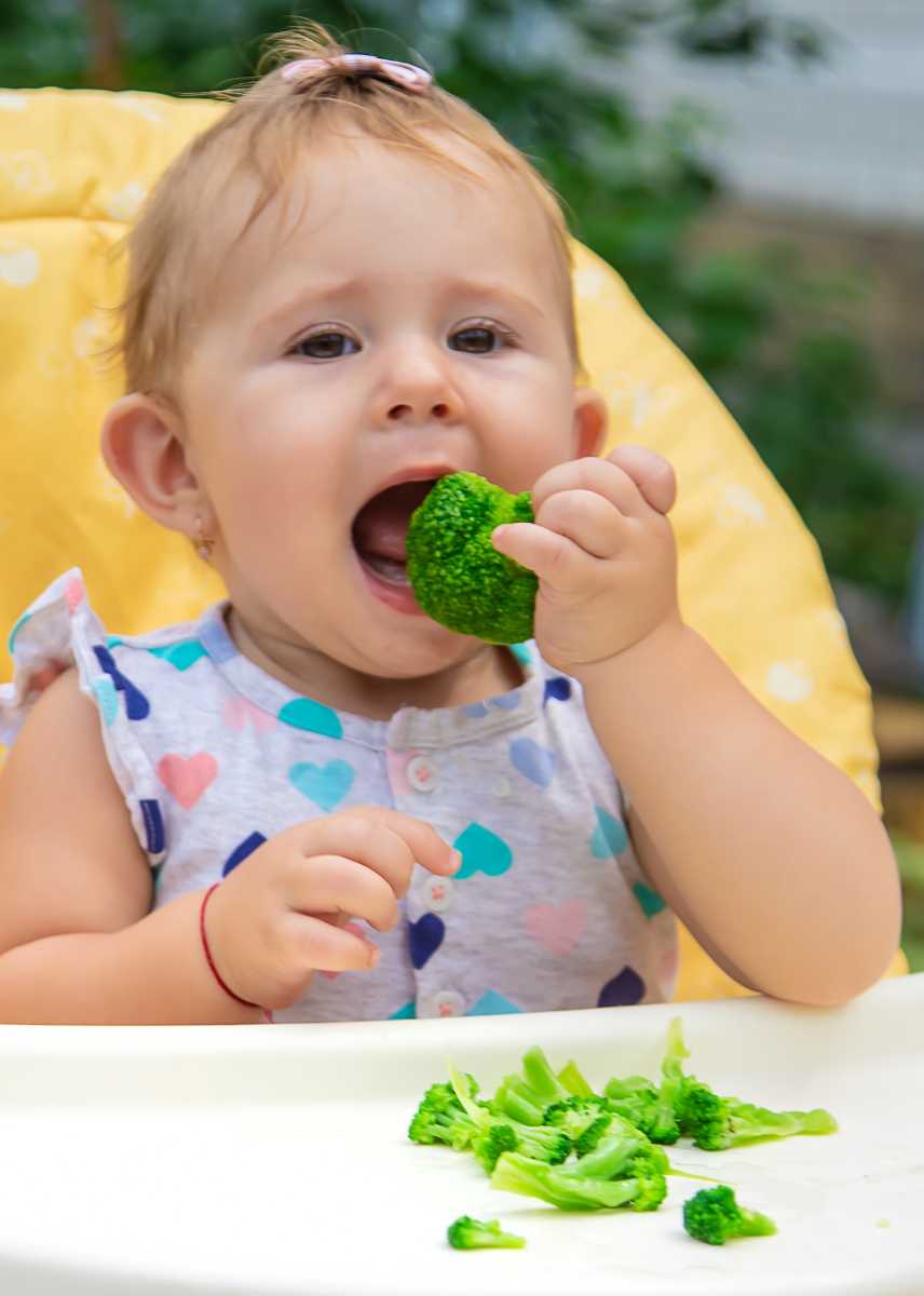 brócolis blw para bebes