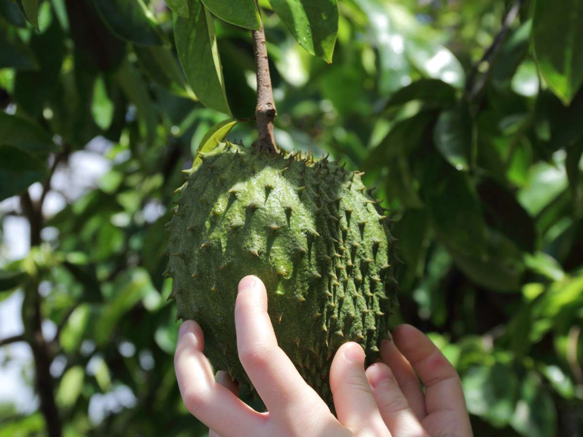 guanabana fruta