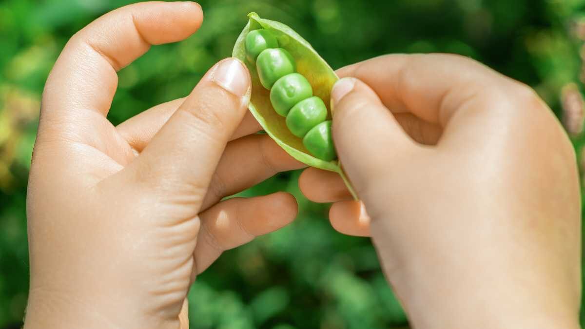 propiedades de los guisantes