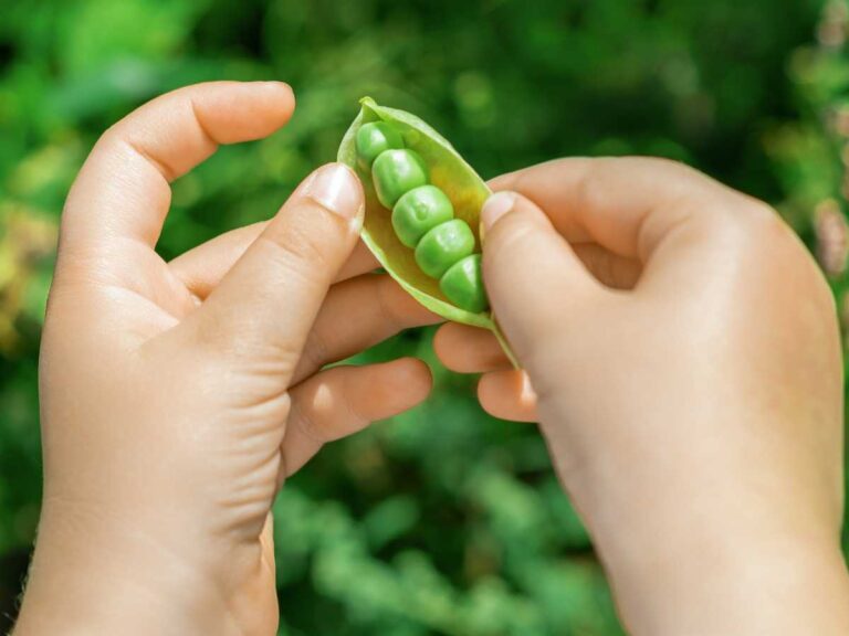 propiedades de los guisantes