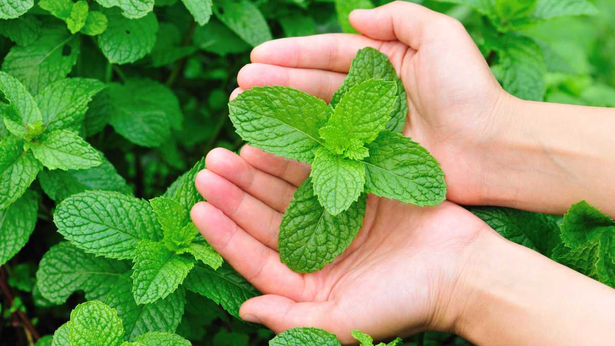 beneficios nutricionales de la menta