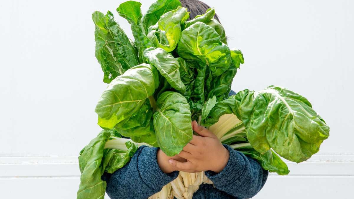 propiedades de las acelgas