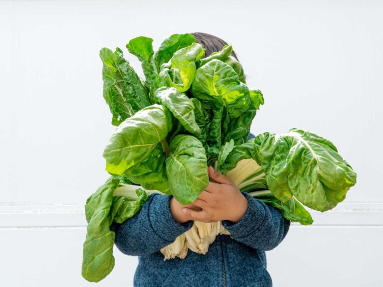 propiedades de las acelgas