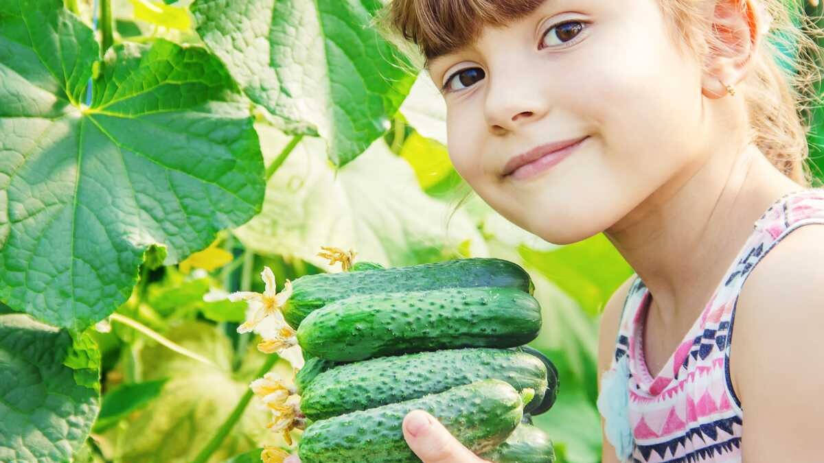 pepino beneficios y propiedades