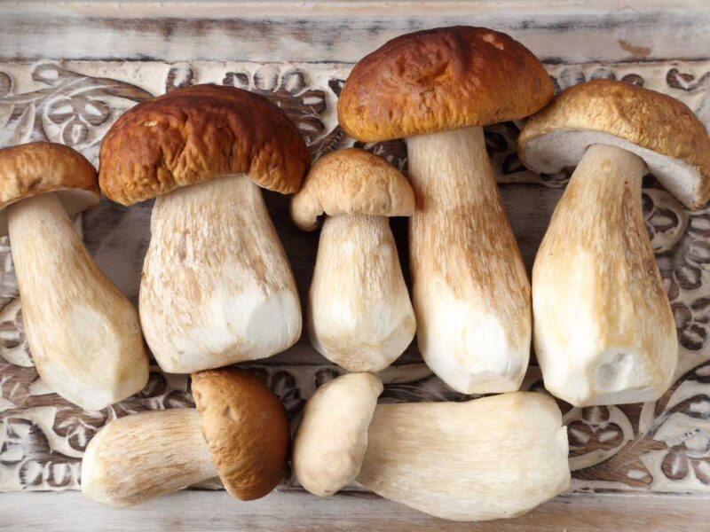 recetas con boletus edulis o funghi porcini