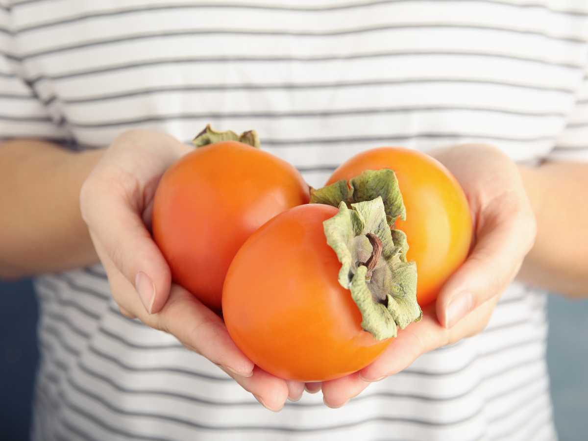 propiedades del caqui